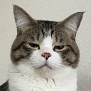 odashi