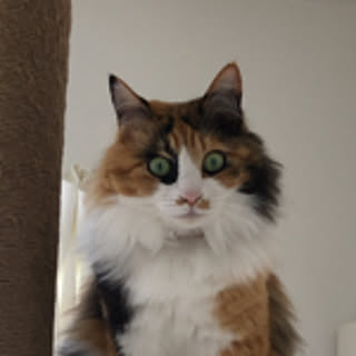 gen