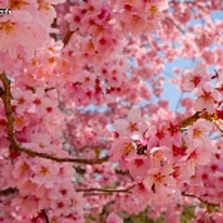 sakura