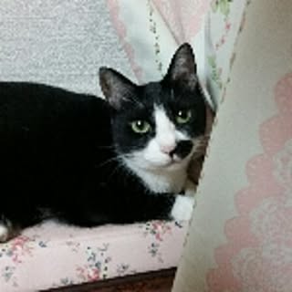 chatnoir