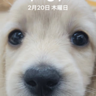 sukai