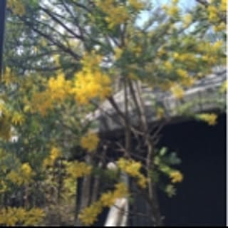 ma
