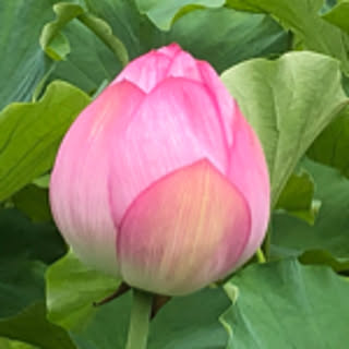 watayuka