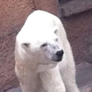 pandako333