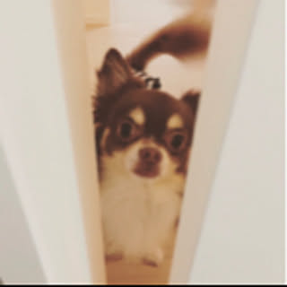 Kotaro