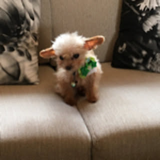 pipi