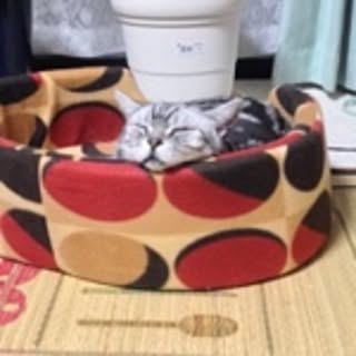 yasu