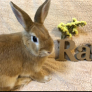 rururu