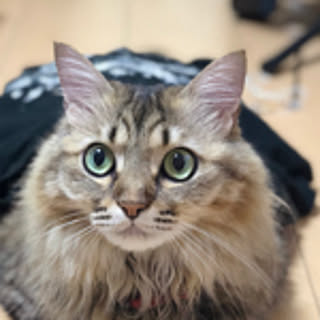 quuco