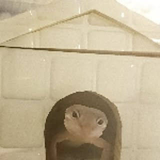 nijintielove