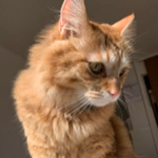 Leo Leo
