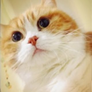 miho