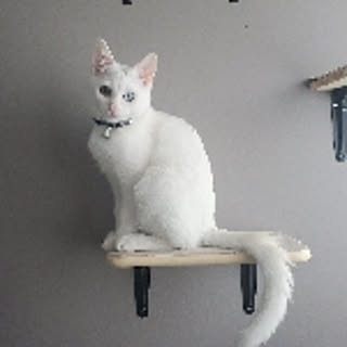 lily