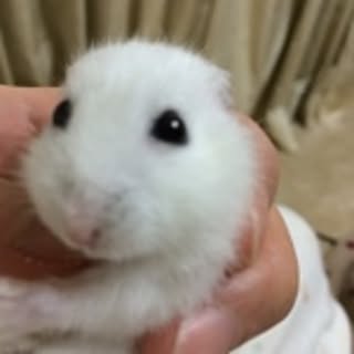 aomiyoshi