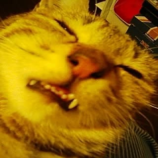arumecat