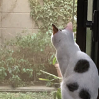 maro