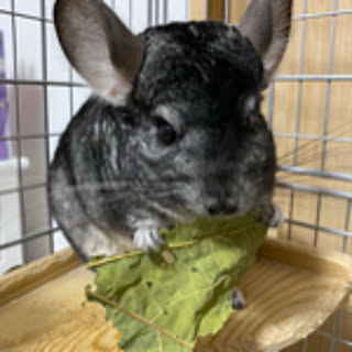 mimi