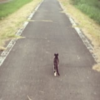 koji
