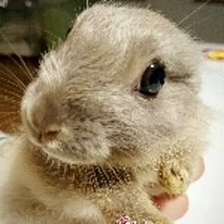 kingbee