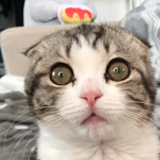 Miumiu