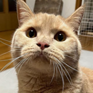 chachamaru