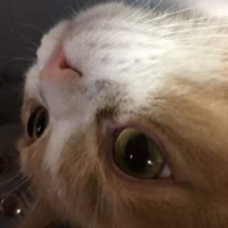 Qoo