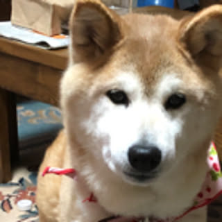 koyuki