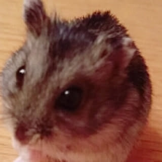 terakomo
