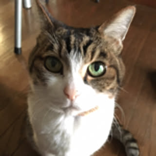 mai_88.