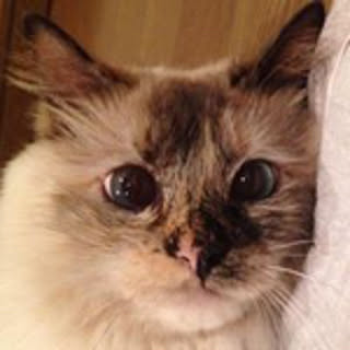 ruru