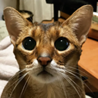 aby_nyan