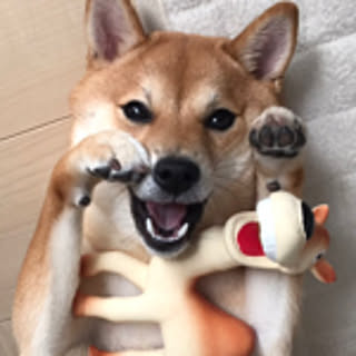 shishi