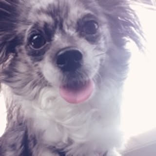 sachi