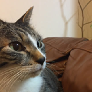 Bobo