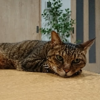 yuka
