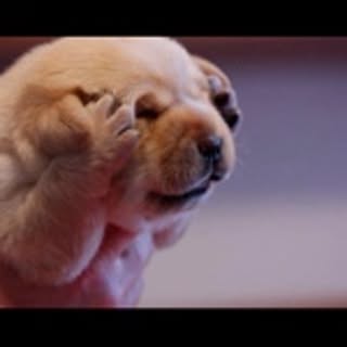 pom