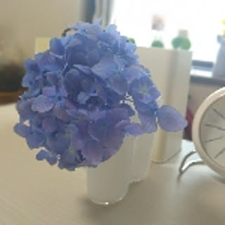 CHIBOMI