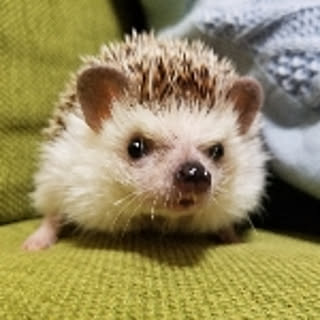 moguko