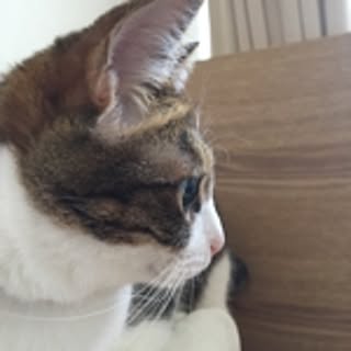 mahiro