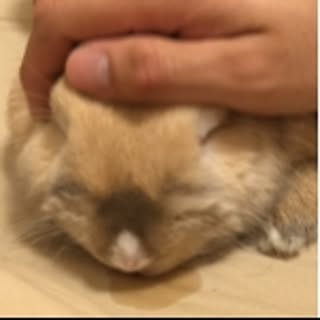minimalist_puchi