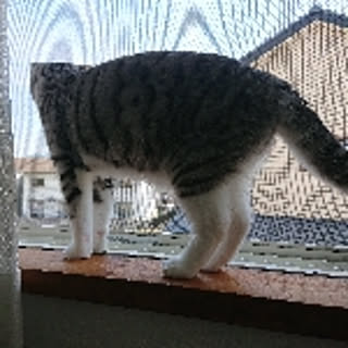 misako
