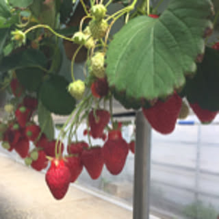 maRiokko