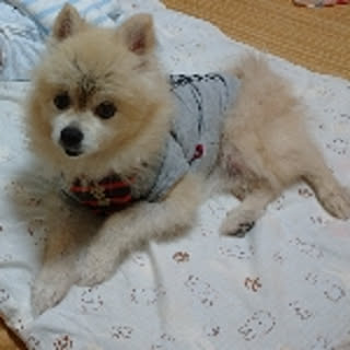 gochi.5100