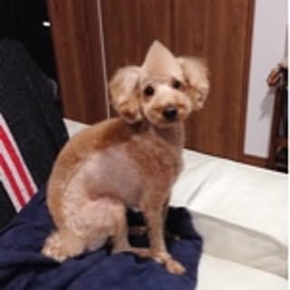 Reiko