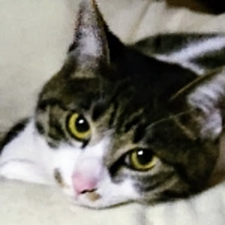 nachu
