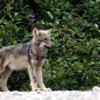 wolftail_