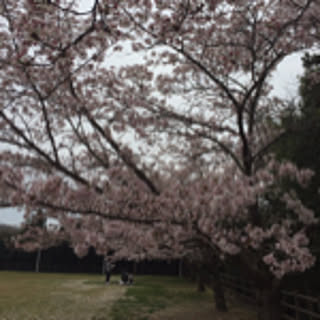 osatosan