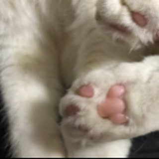 miruuuu