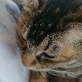 natsu