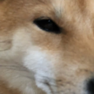 jamosugi